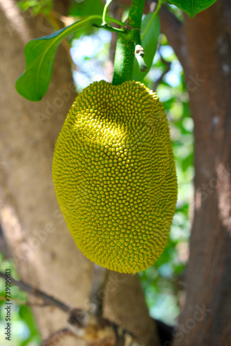 Green jackfruit on the tree