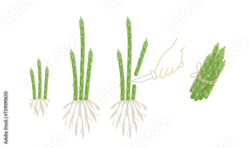Asparagus harvest plant growth stages. Growing cycle. Vector illustration.