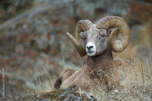 Rocky Mountain Bighorn Sheep - a ram with full curl horns rests on a grassy knoll with a rugged cliff behind him