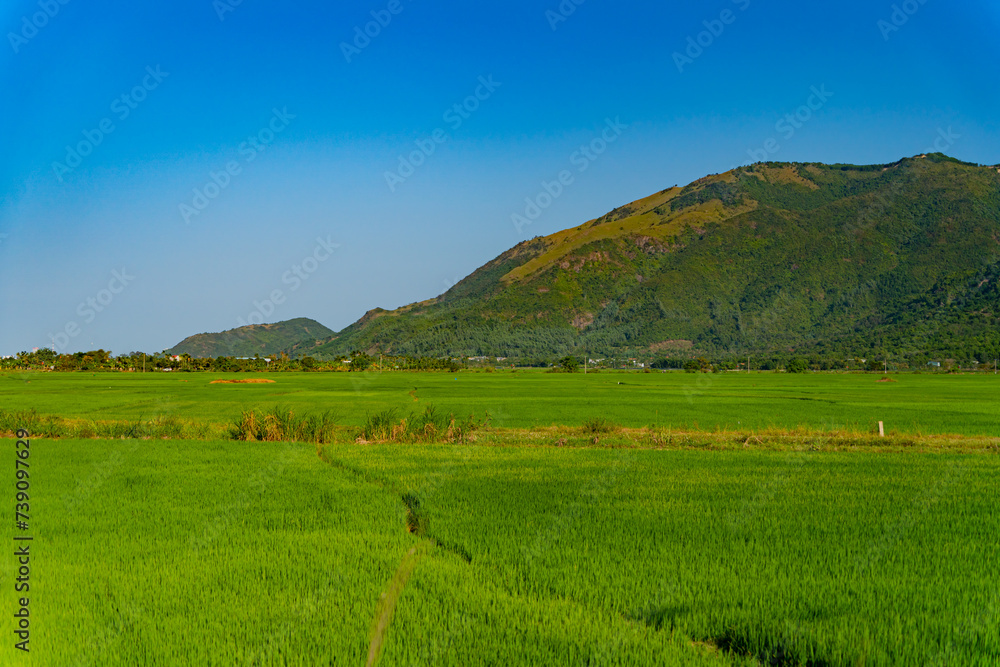 A rice field in Vietnam.
The surroundings of Nha Trang city in Vietnam. Cultivation of cereal crops.