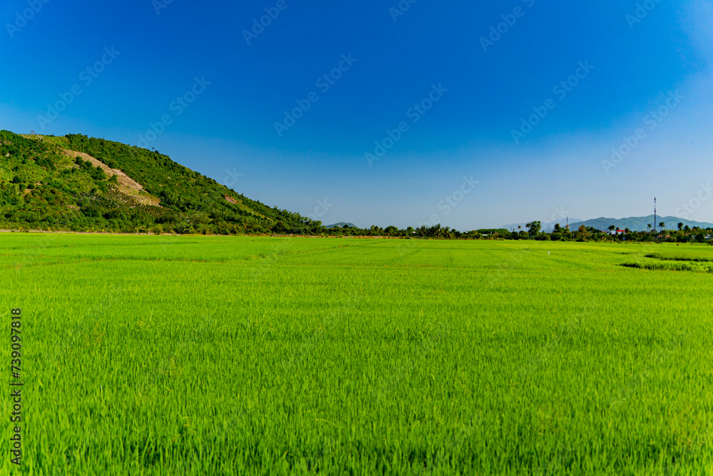 A rice field in Vietnam.
The surroundings of Nha Trang city in Vietnam. Cultivation of cereal crops.
