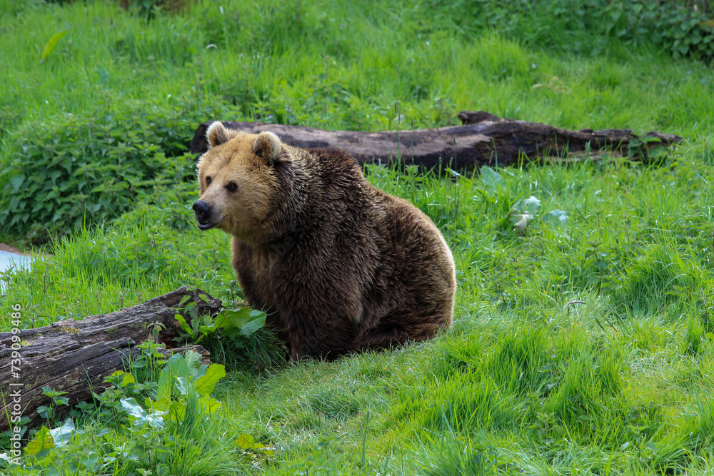 Fototapeta premium Resting Bear