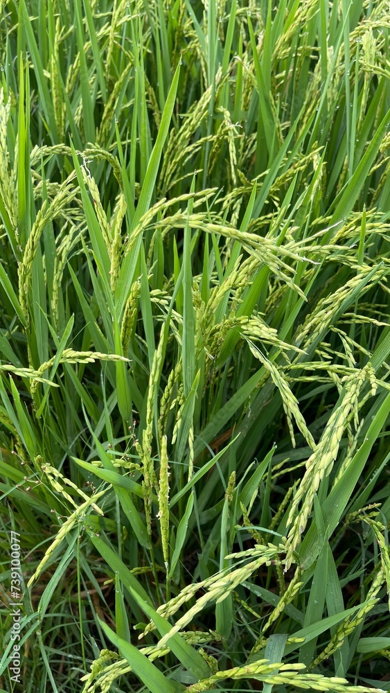 Paddy green rice field before harvest background. Paddy green rice field before harvest background.