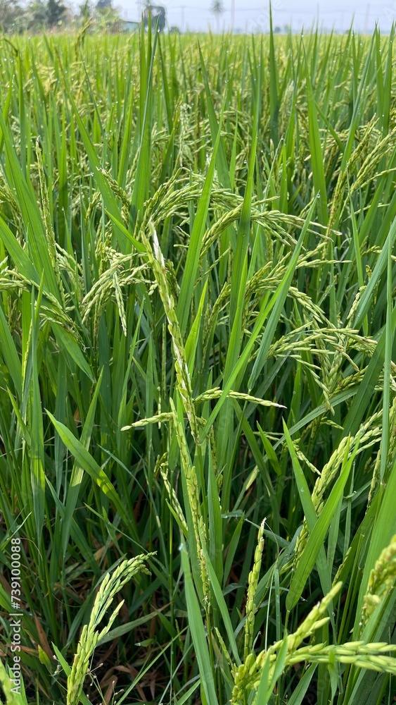 Obraz premium green rice field