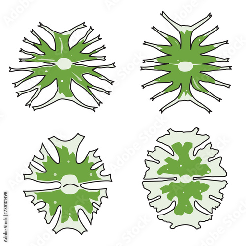 Desmids are the grup of microalgae in order Desmidiales.