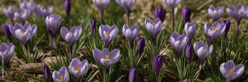 Close-up of blooming purple crocus flowers in springtime Close-up of blooming purple crocus flowers in springtime