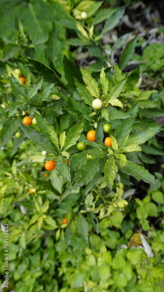 Solanum pseudocapsicum species is mildly poisonous fruit known as the Jerusalem cherry, Madeira winter cherry