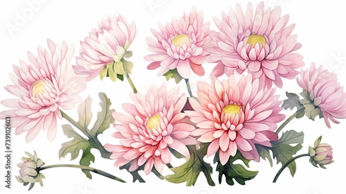 The hand drawn watercolor of pink chrysanthemum flowers © Elchin Abilov