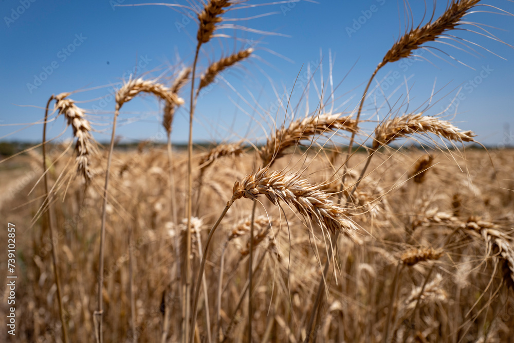 Fototapeta premium ears of wheat on the field