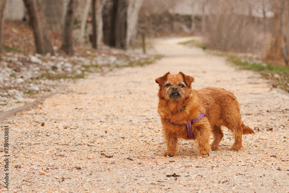 Naklejka premium Perrita Nami posando en camino de tierra del paseo en la ribera del río Serpis de la Alqueria de Aznar, España