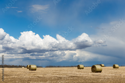 Slika na platnu Field with rolls of hay, rural landscape with hay bales and fluffy cumulus cloud
