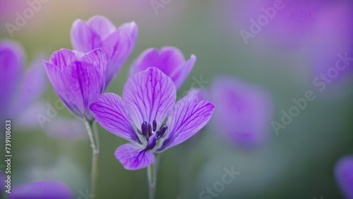 purple flowers with a green background, 