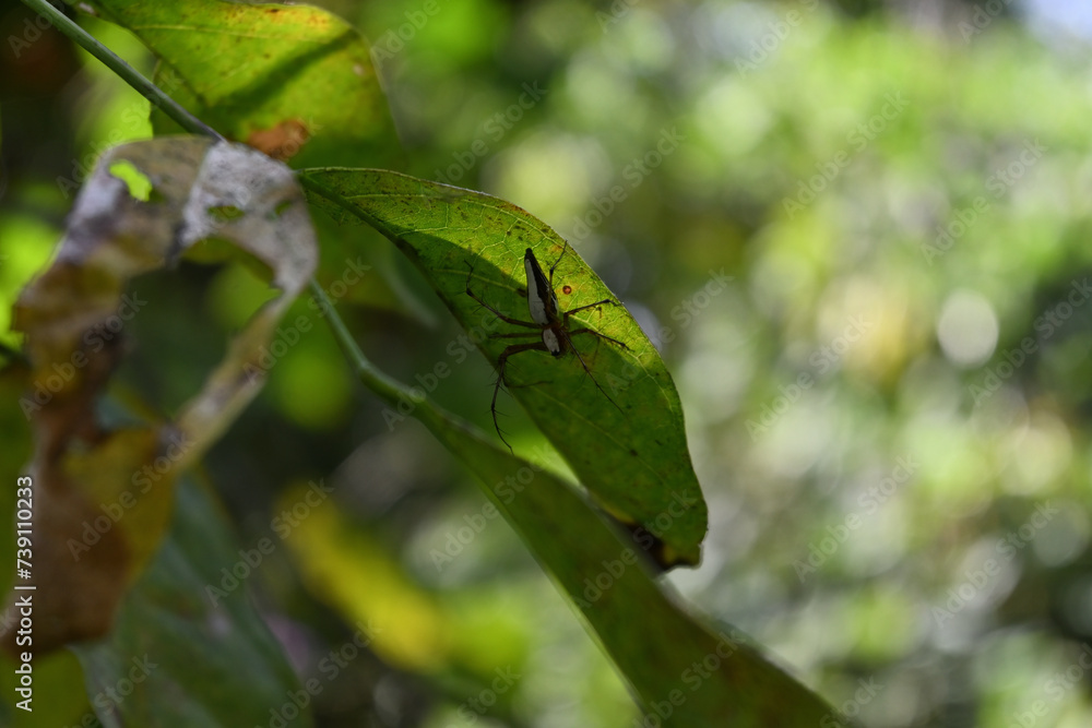 Naklejka premium A striped lynx spider perched on the underside of a leaf
