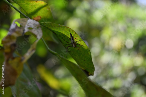A striped lynx spider perched on the underside of a leaf