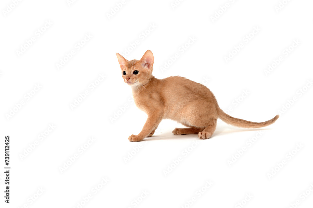 Fototapeta premium ginger purebred kitten sits on an isolated white background