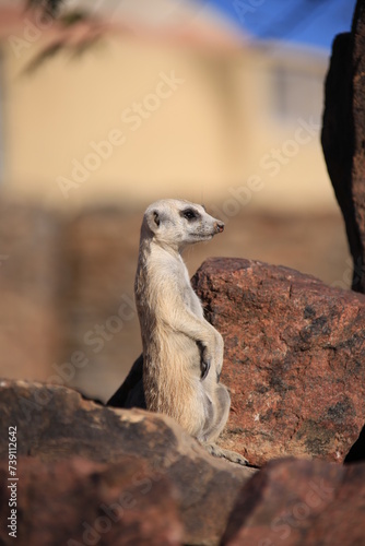 a meerkat is observing its surroundings