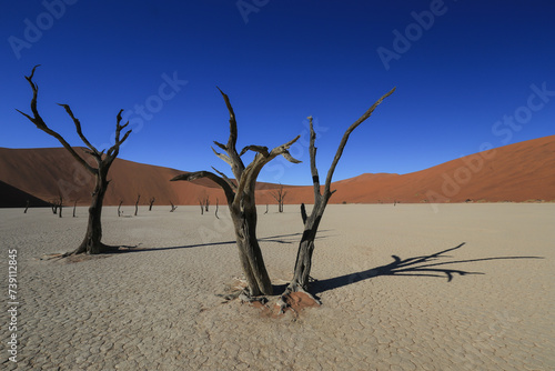 dead trees in the clay pan of Deadvlei in Namibia