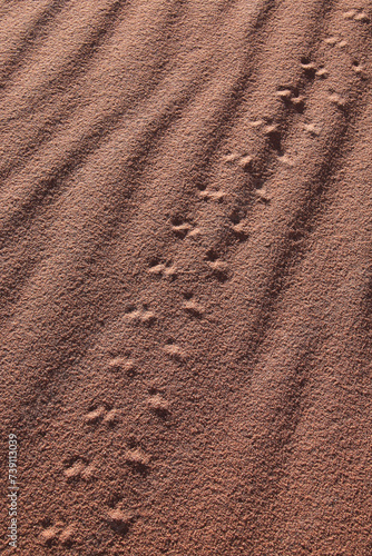 animal tracks in the red sand desert of namib desert