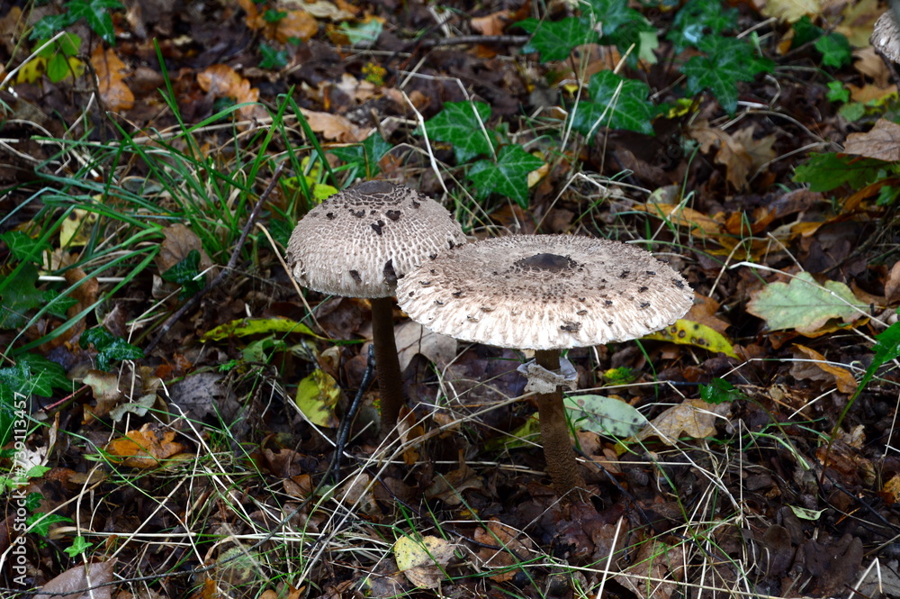 Mushrooms in Autumn at Lake Grosser Bullensee, Lower Saxony Mushrooms in Autumn at Lake Grosser Bullensee, Lower Saxony