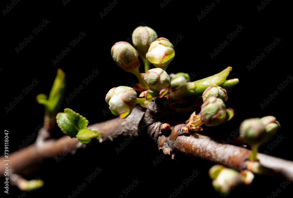 Opened cherry bud in spring isolated on black background. Macro Opened cherry bud in spring isolated on black background. Macro