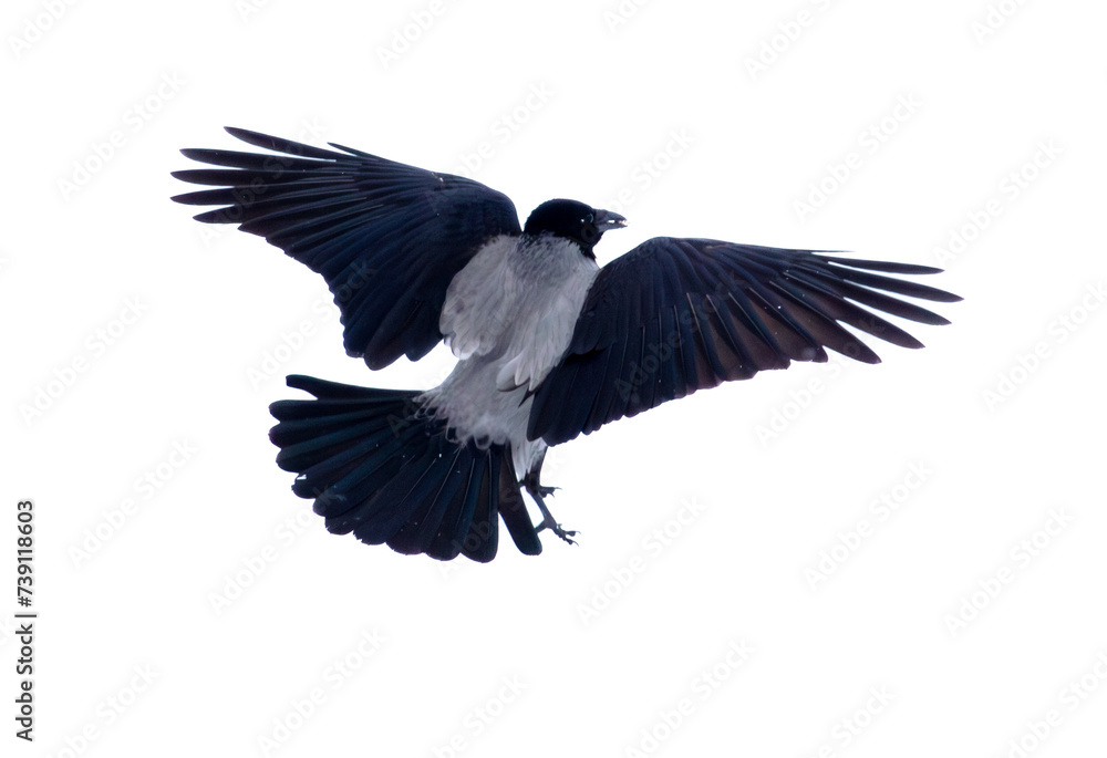 Obraz premium Raven in flight isolated white background