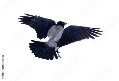 Raven in flight isolated white background