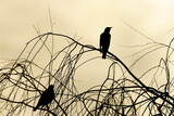 silhouette of two birds under the cloudy sky