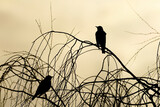 silhouette of two birds under the cloudy sky