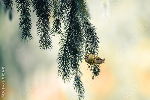 Goldcrest (Regulus regulus)hanging with pine Tree  in forest	
 photo