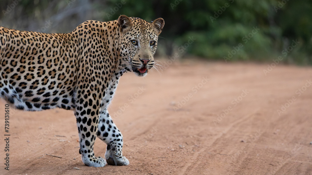 a male leopard walking on the road a male leopard walking on the road