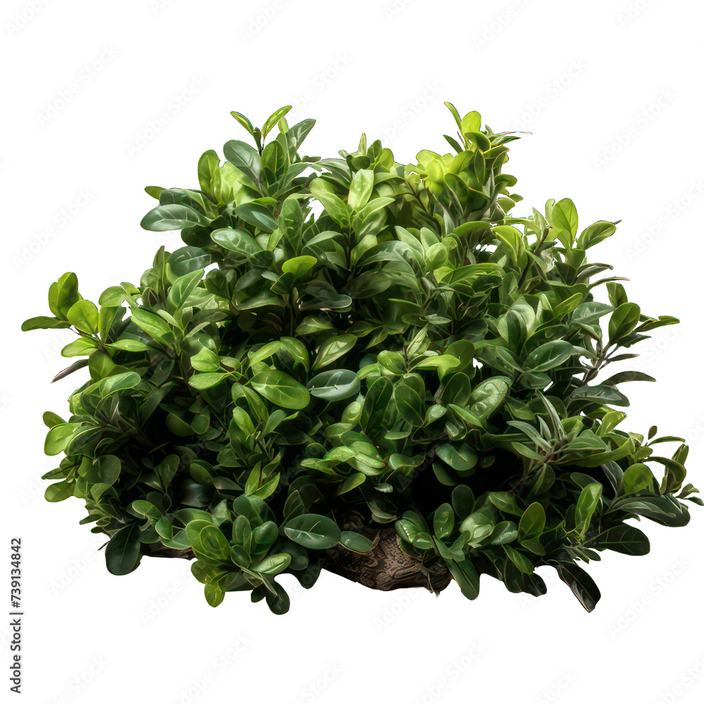 Obraz premium bushes