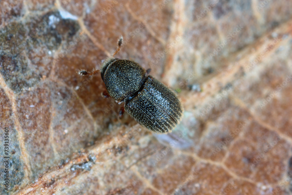 Bark Beetle (Scolytidae, Scolytinae) of genus Liparthrum living in Gran ...