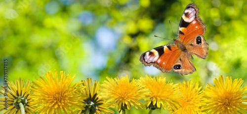 beautiful butterfly and flowers on a colorful blurred background