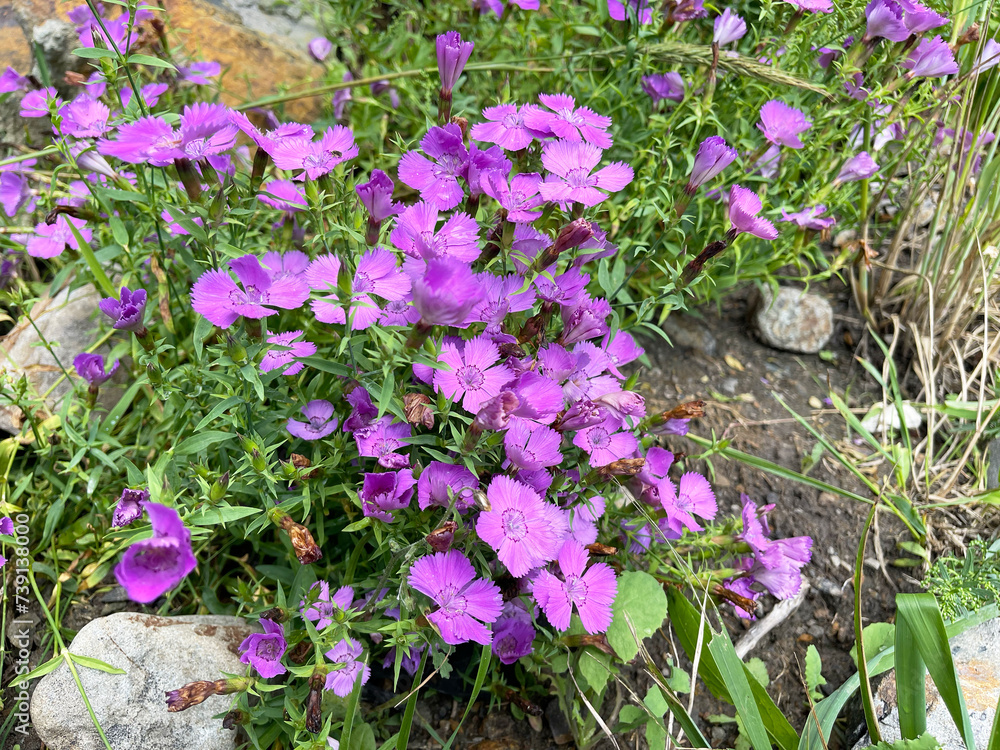 Russia, Vladivostok. Field carnation (Dianthus campestris) blooms on the shore of Patroclus Bay in summer