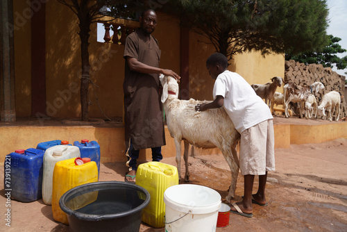 African sheep farmer washing one of his animals with the help of his son in preparation for religious offering