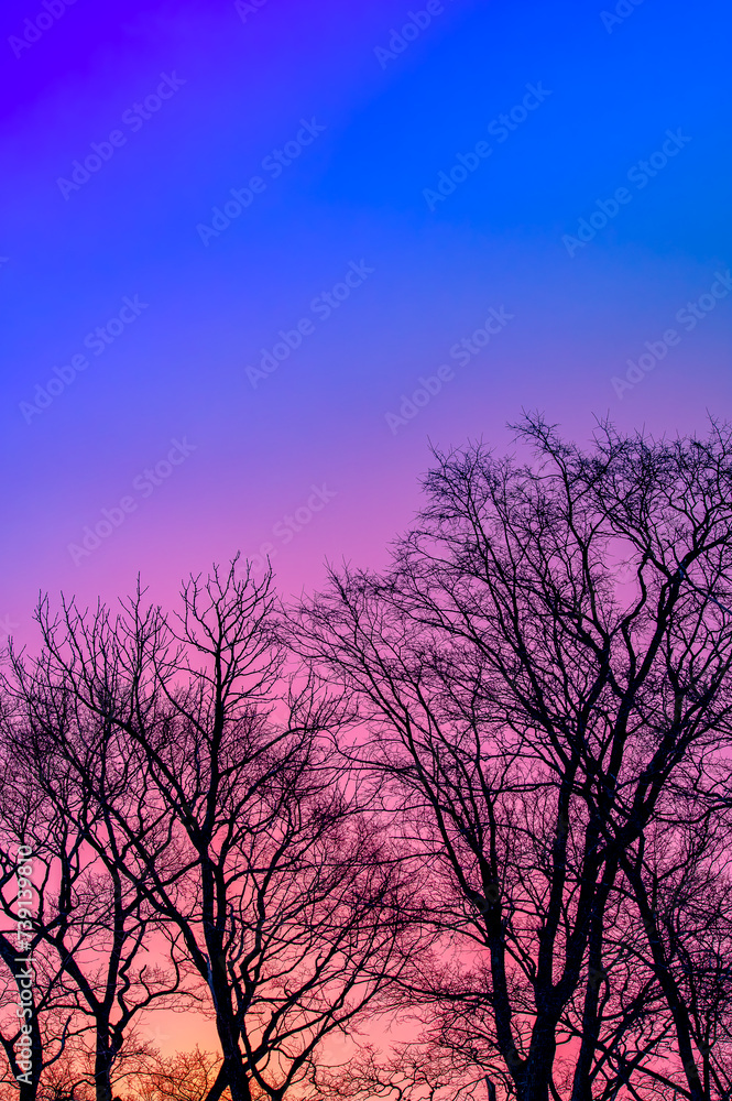 木々のシルエットと紫色の鮮やかなグラデーションの空