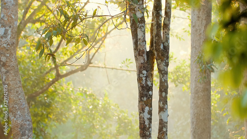 Sunlight filtering through forest trees in misty morning. Tranquil nature scene.