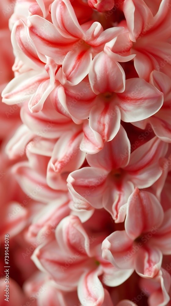 Zooming in close, the Hyacinth commands attention in an extreme macro shot, its intricate patterns and vibrant colors stealing the spotlight.