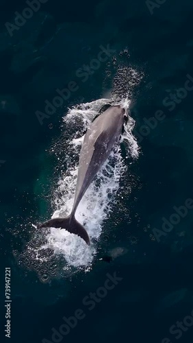 Vertical slow motion drone footage of a  bottlenose dolphin jumping out of the water on a sunny day