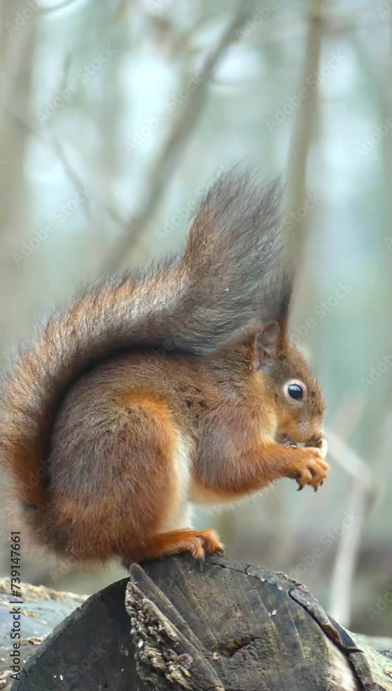 Vertical shot of an Eurasian red squirrel sitting on a broken tree trunk eating nuts Vertical shot of an Eurasian red squirrel sitting on a broken tree trunk eating nuts