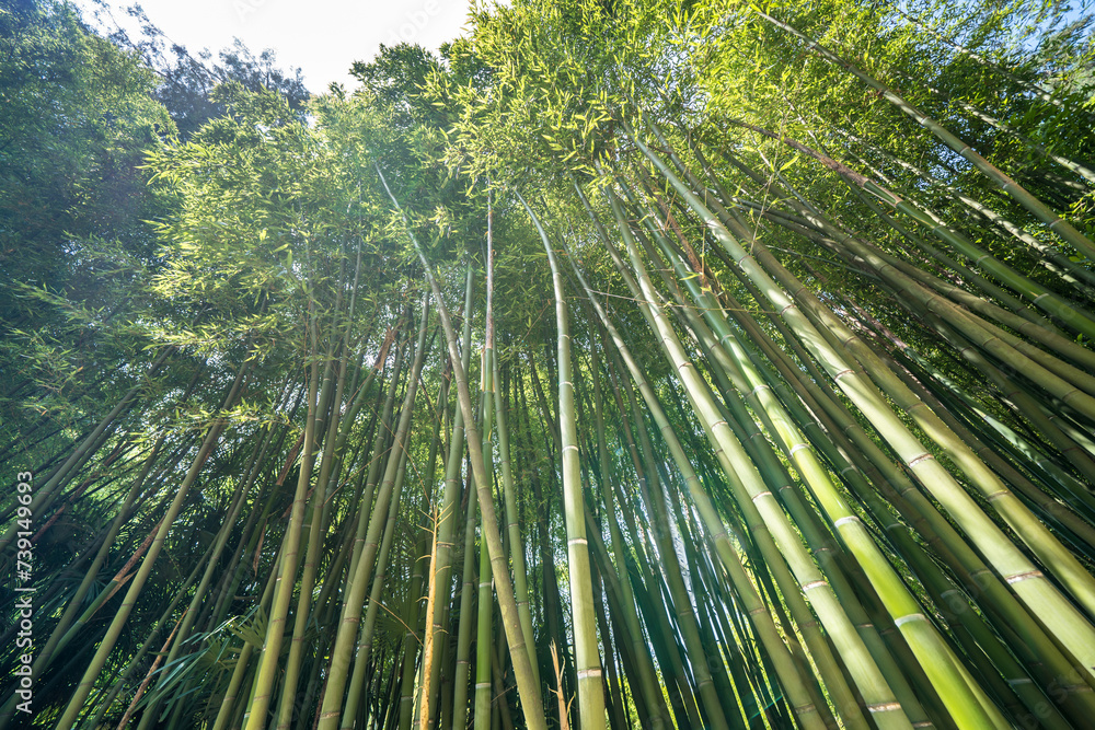 The Bamboo Cevennes, Occitanie, France The Bamboo Cevennes, Occitanie, France