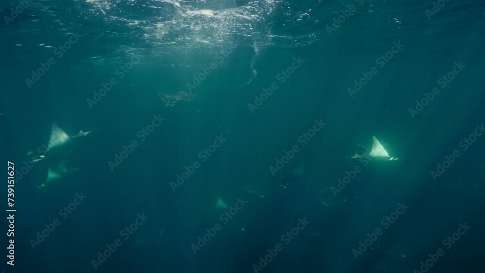 Devil rays Underwater and mobulas marine sea life Deep ocean 4K Sea life Different sea creatures Slow motion
Devil rays Underwater and mobulas marine sea life Deep ocean 4K Sea life Different sea creatures Slow motion