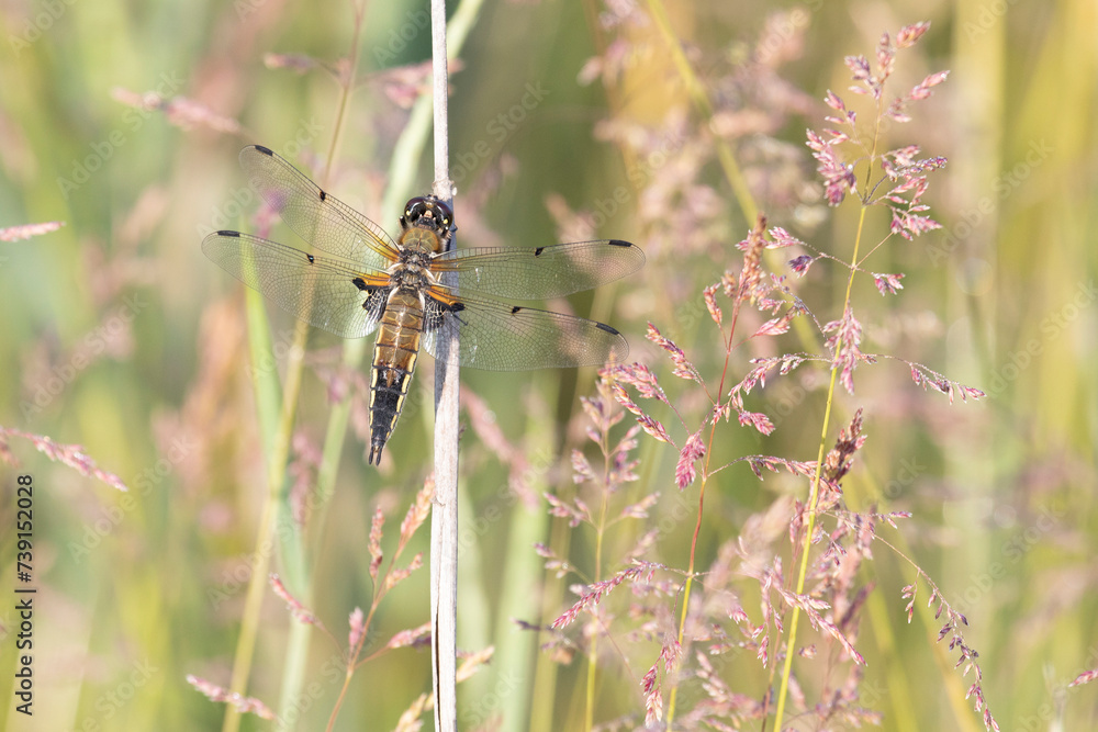 Dragonfly sits on dry grass on a green background close up Dragonfly sits on dry grass on a green background close up
