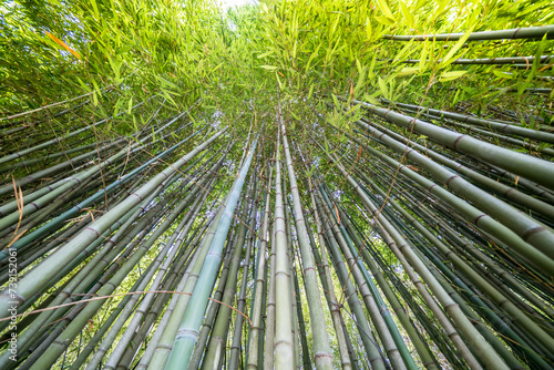 The Bamboo Cevennes  Occitanie  France