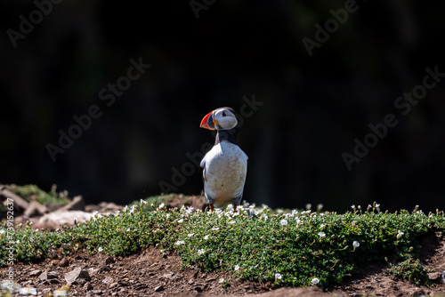 A puffin stood on Skomer Island off the Pembrokeshire coast, with white campion flowers around photo