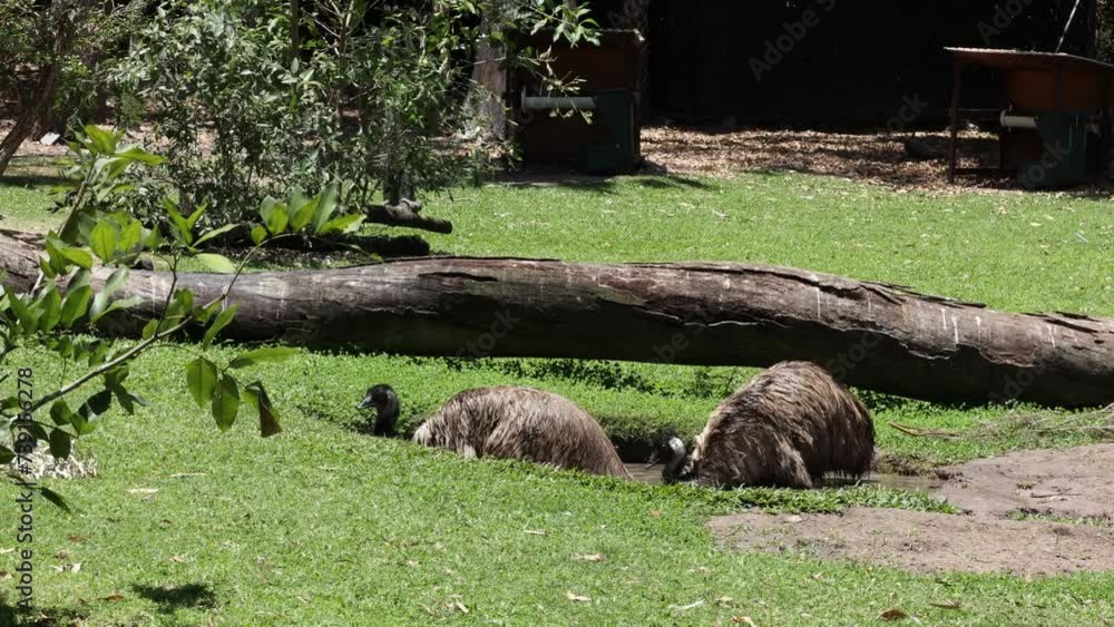 Emus bathing with obvious enjoyment and much shaking and spraying of water in the heat of summer in a botanic garden zoo in Rockhampton in Queensland, Australia.