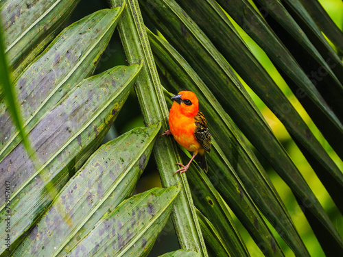 Mauritius red Foudia bird perching on palm tree 
