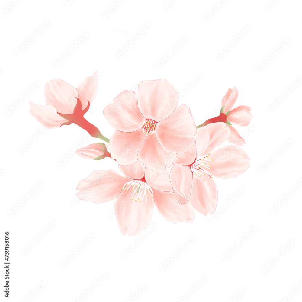 桜の花のイラスト（水彩風）
