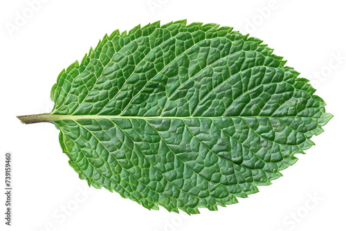 Close-up view of mint leaf isolated on white background