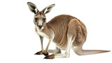 kangaroo on transparent background